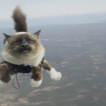 Schwedische Versicherung lässt Katzen fliegen (Clip)